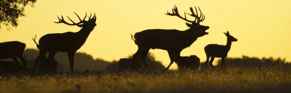 Le brame du cerf