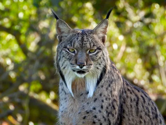 Birds&Lynx Ecotourism