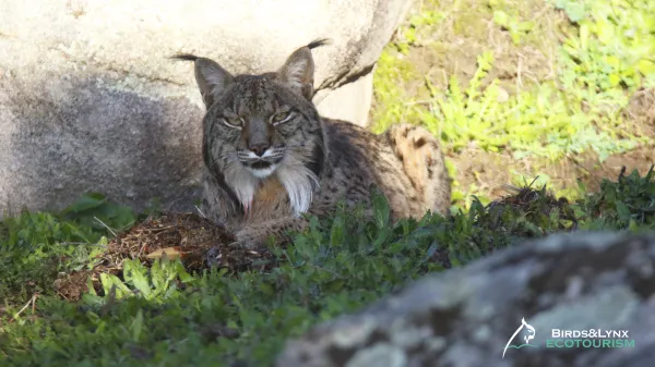 Ruta de observación de Lince ibérico (con acceso a finca privada)