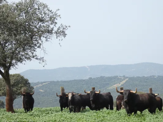 Araúz de Robles