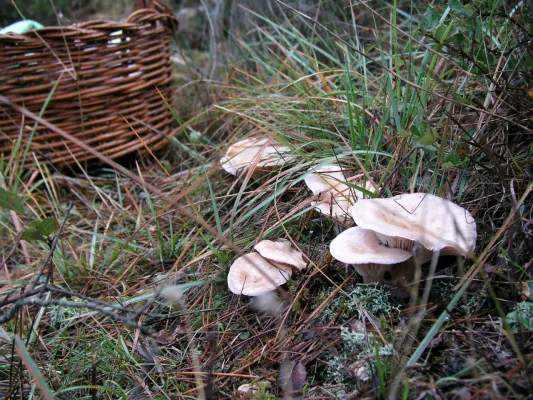 Villa de Siles Mycological Days