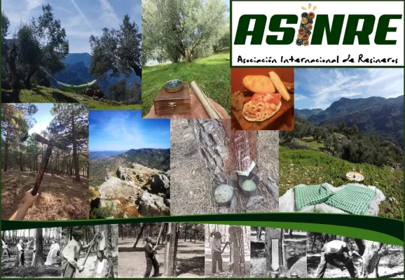 ASINRE - Asociación Internacional de Resineros