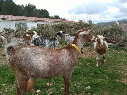 Taller de elaboración de queso fresco en quesería Cortijo La Vicaría