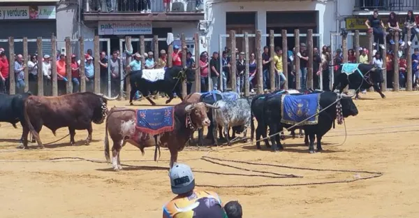 Fête de San Marcos