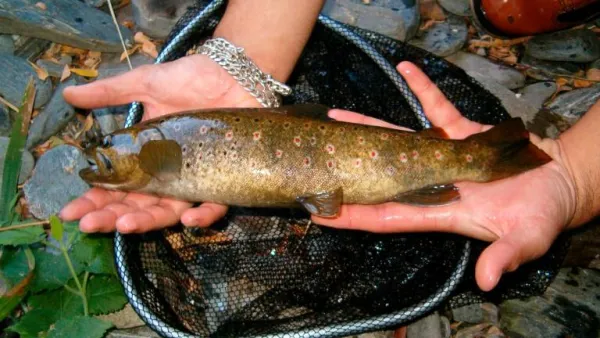 Guadalbullón