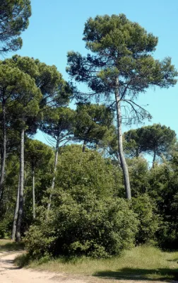 Kiefernwald von Carrasco