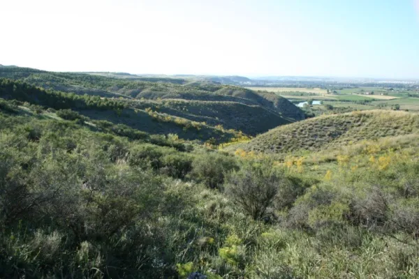 Holm Oak and Juniper Forests
