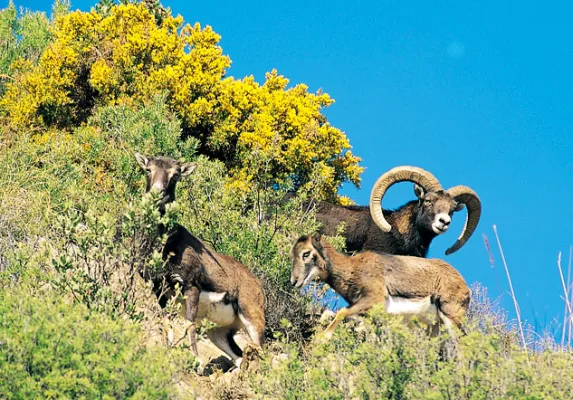 Sites d'observation de la faune