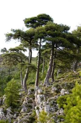 El Pinar de Laricios o Salgareños