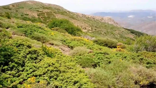 Juniper and Savin Forests rastreros