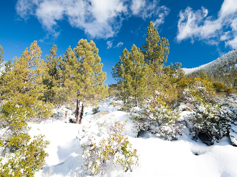 invierno