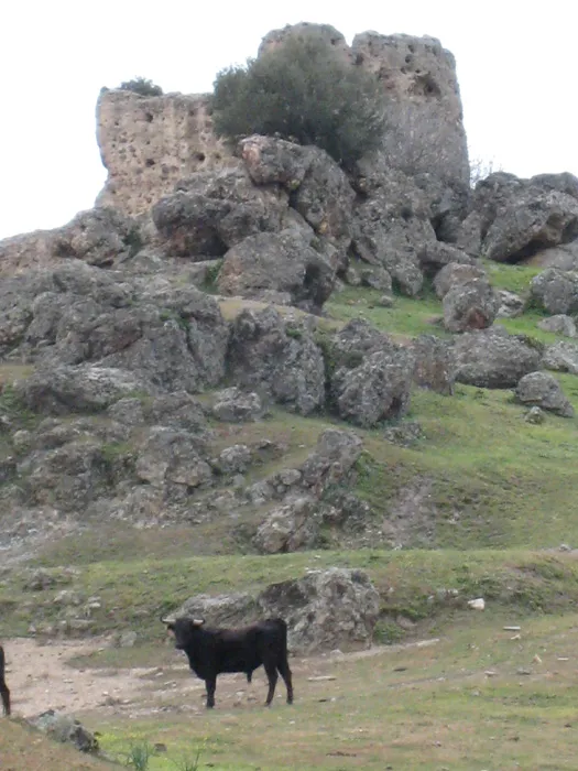 castillo navas