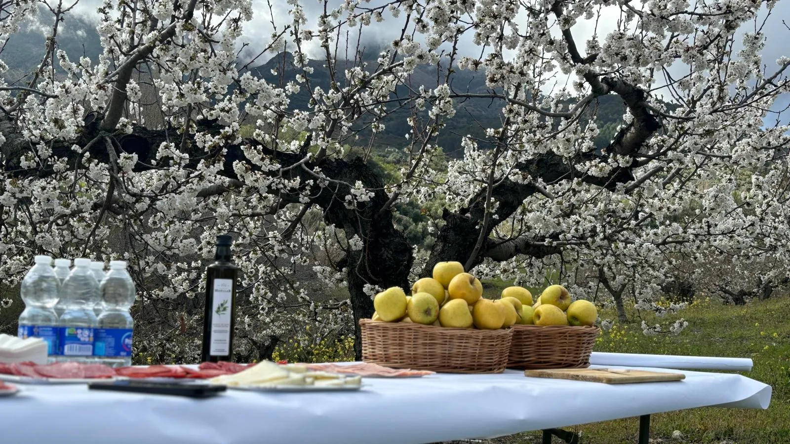 fiesta floración