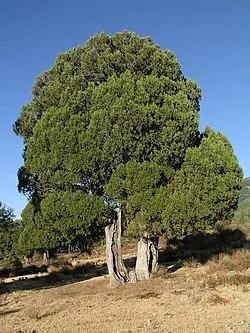 El balcón de las montañas