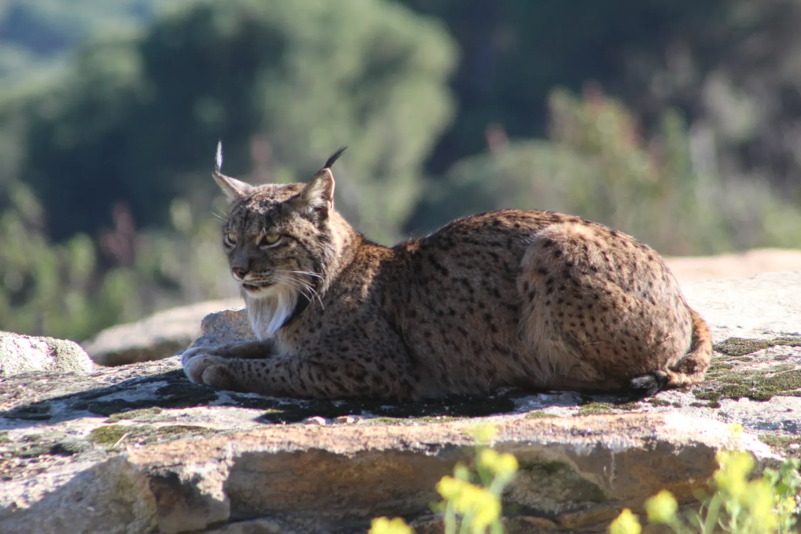 Tourlynx