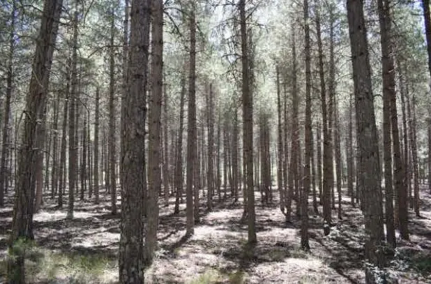 15_repoblaciones-forestales_pagina_1-jpg