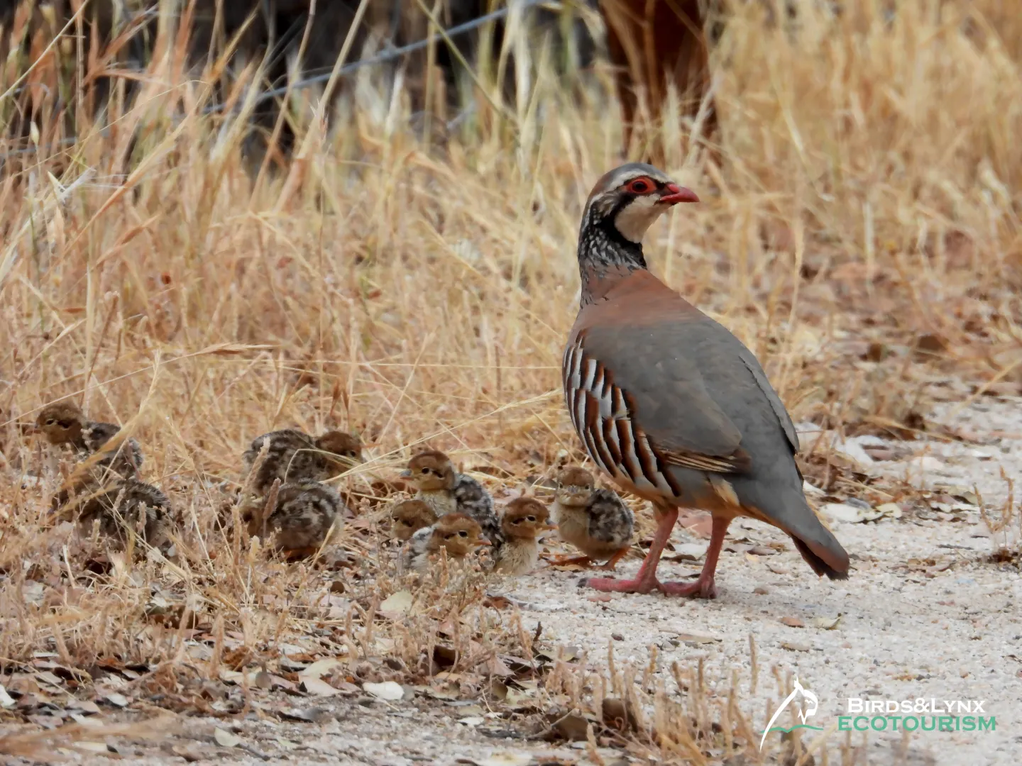 Pollos%20perdiz%20Birds%26Lynx%20Ecotourism.jpg