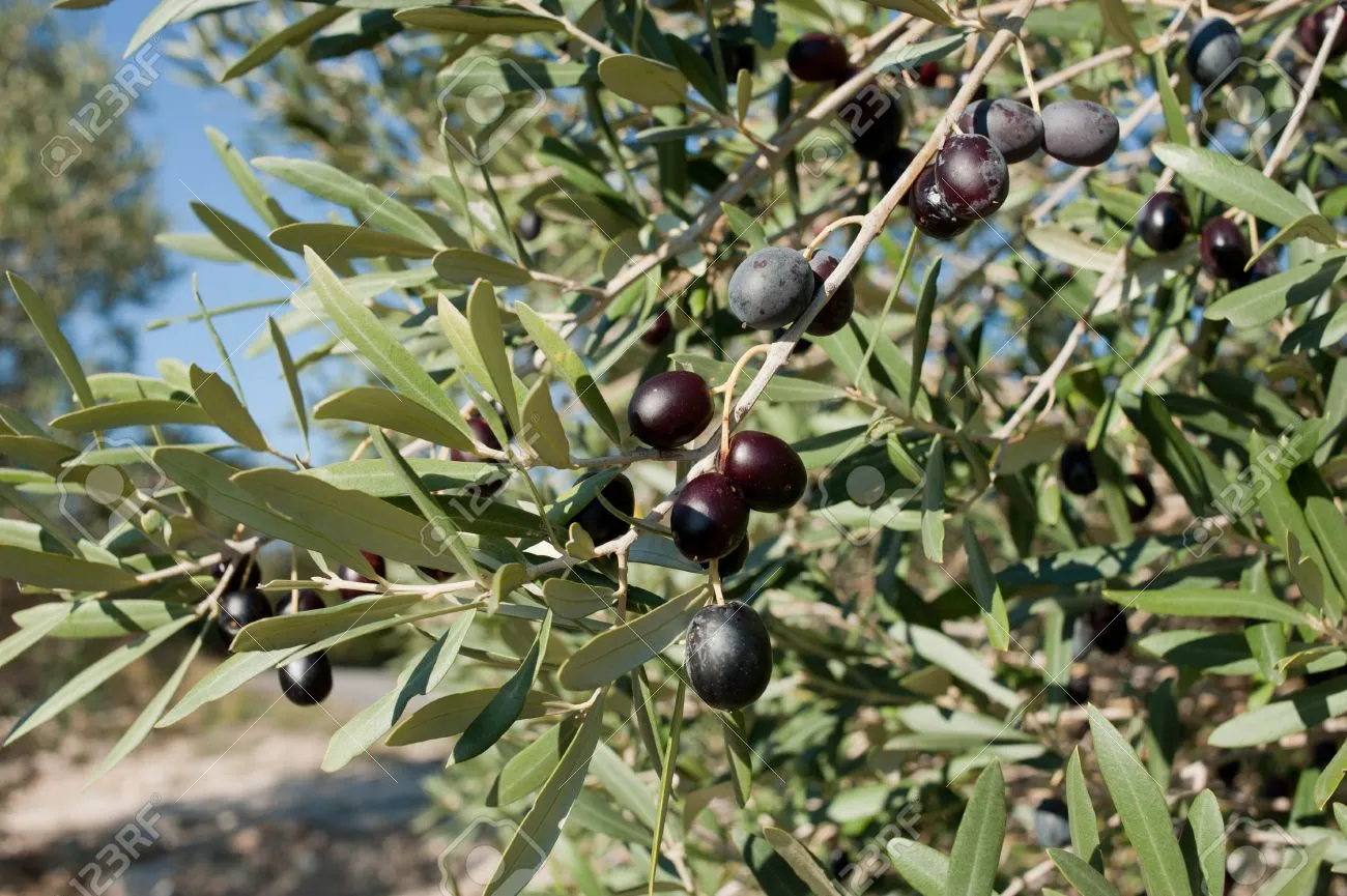 8467465-ramas-de-%C3%A1rboles-de-olivo-cargan-con-aceitunas-negras-maduras.jpg