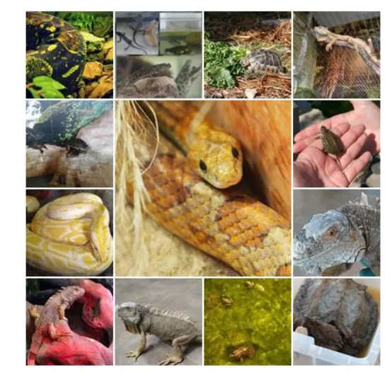 especies.png
