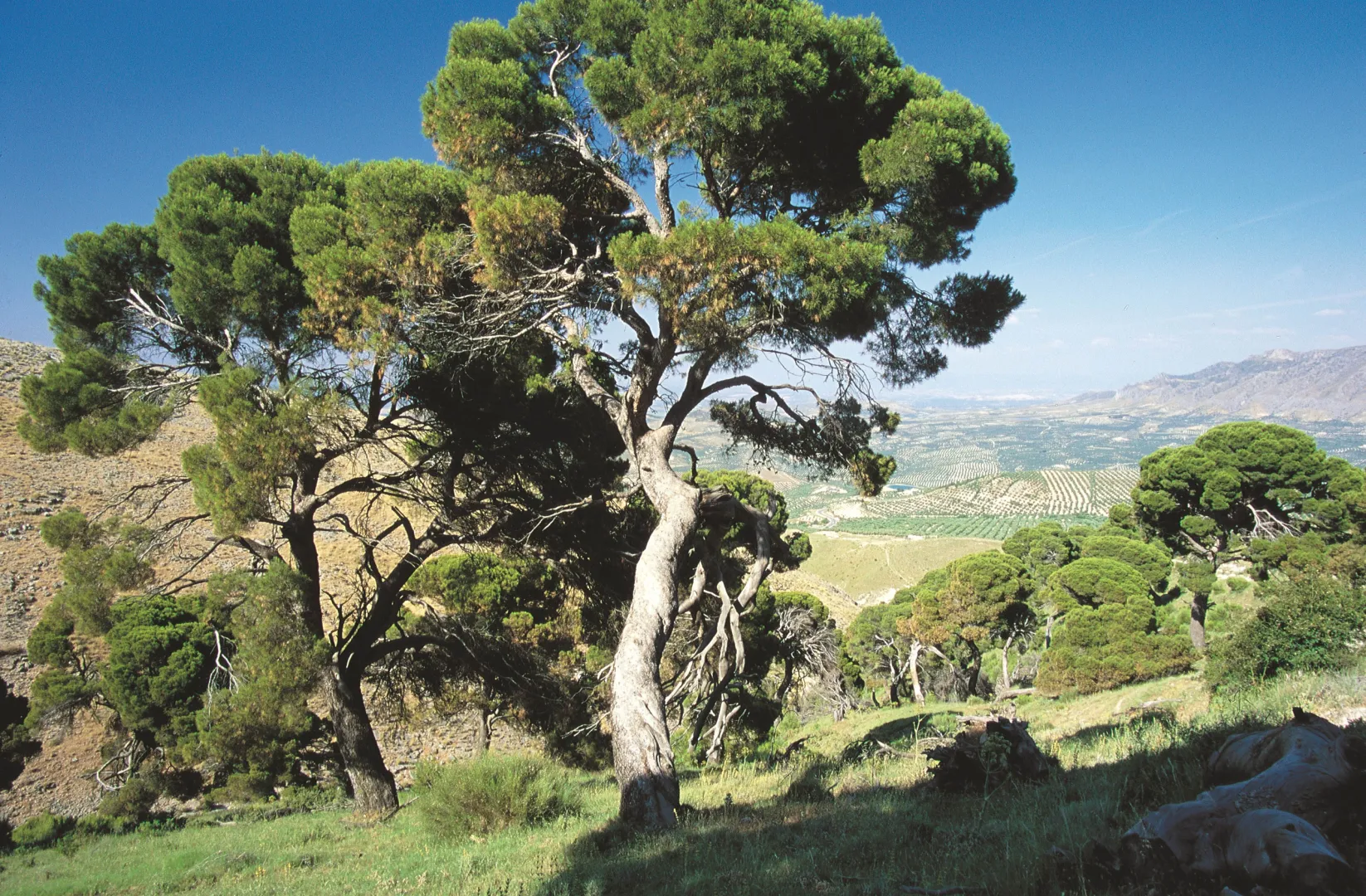 Monumentos_naturales_2%20%281%29.jpg