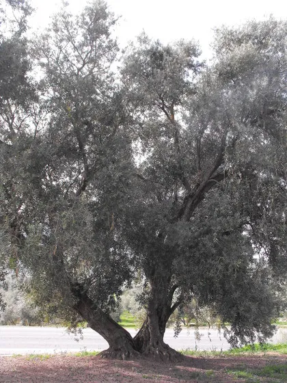 olivo.jpg