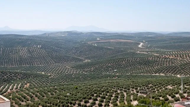 olivos%20%281%29.jpg