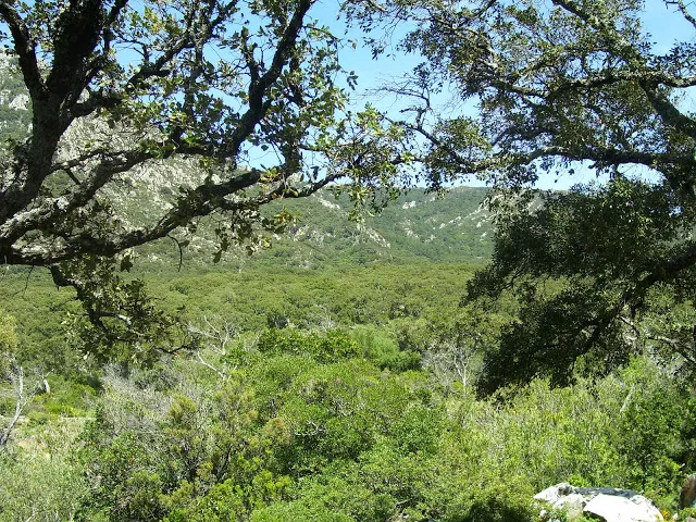 bosque-mediterraneo.JPG