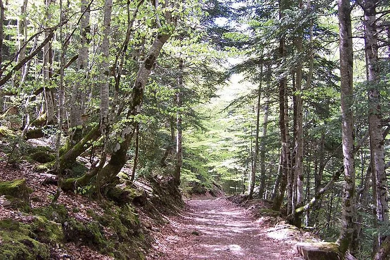 bosque.jpg