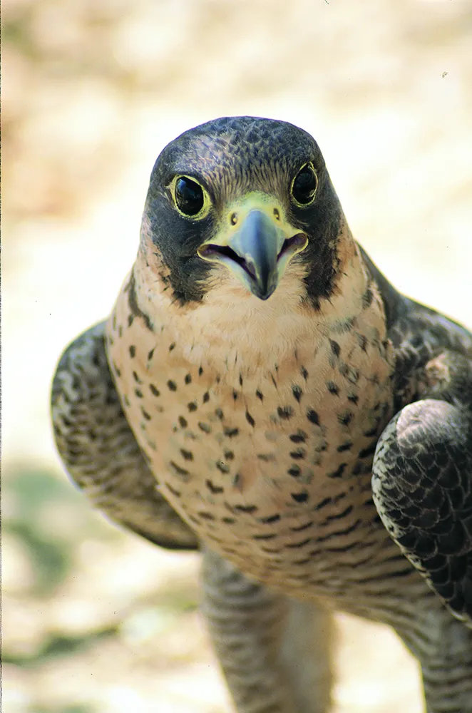 Natu156.jpg