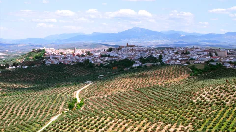 arjona