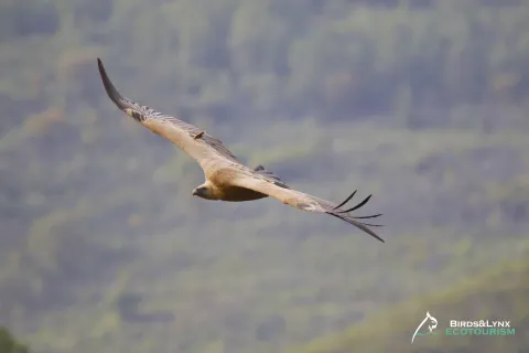Buitre%20leonado%20Birds%26Lynx%20Ecotourism.jpg