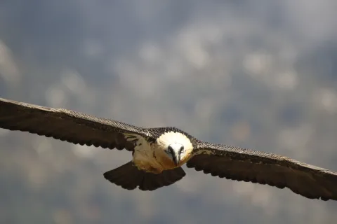 Quebrantahuesos%20Birds%26Lynx%20Ecotourism.JPG