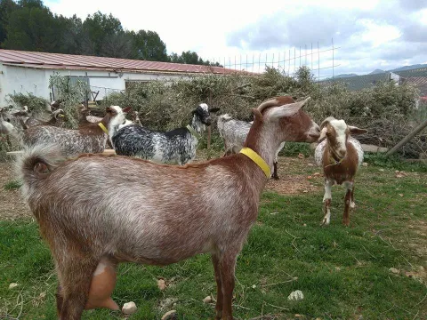 cabras_cortijolavicaria-1-jpg