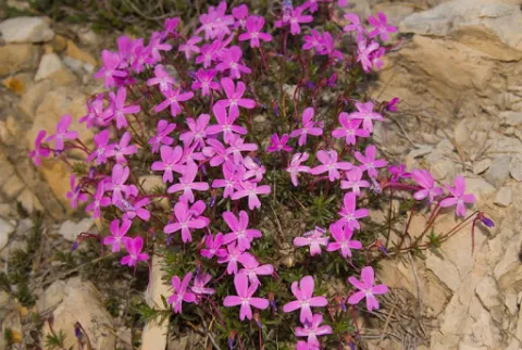 flores%20%281%29.jpg