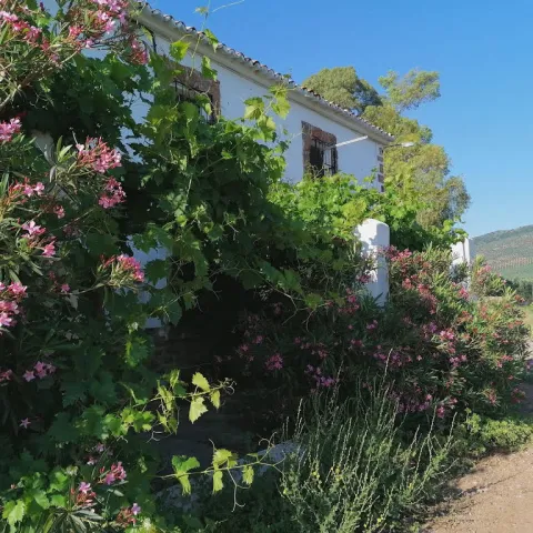 Finca%20El%20vizconde2.jpg