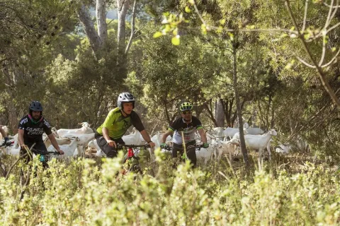 Bici_Monta%C3%B1a_JMilla.jpg