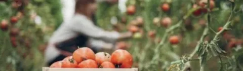 tomates-felices-teleplantacion-op7euqpil5hquoqmss4v3mnuq82eo2edyao308kd4w.png