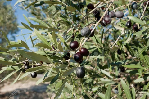 8467465-ramas-de-%C3%A1rboles-de-olivo-cargan-con-aceitunas-negras-maduras.jpg