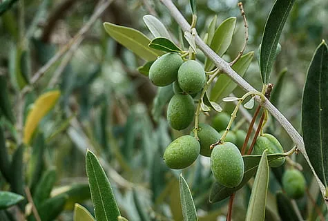 olives-olive-tree-olive-leaves-branch-green-thumbnail.jpg