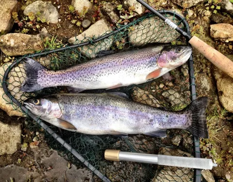 trout-2060370_1280.jpg