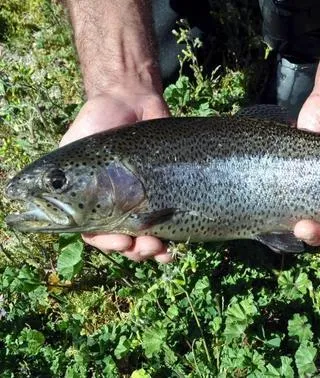 jaen-pesca--320x378.jpg