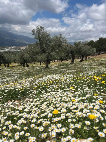 Aceites_La_Casona_sm1.jpg
