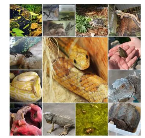 especies.png