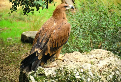 Natu141.jpg