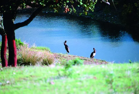 Natu043.jpg