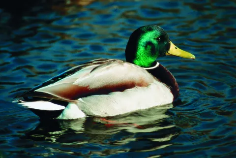 Natu045.jpg