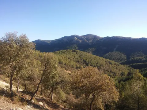 sierracampillo1.jpg
