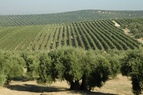 olivar_tradicional_frente_a_olivar_en_seto.jpg