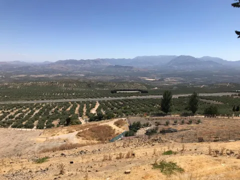 Olivar.jpg