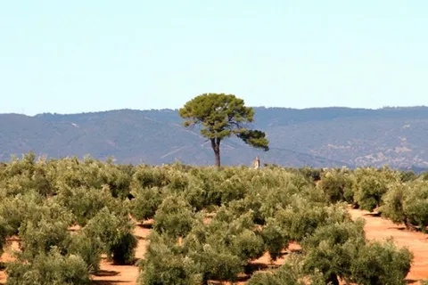 IMG_0010ab.jpg